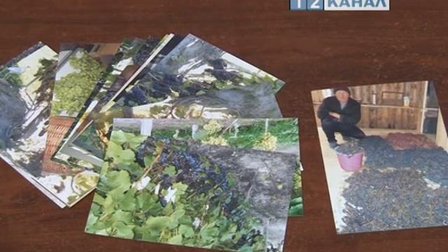 Клуб «Виноградная лоза» открылся в Березовском смотреть онлайн