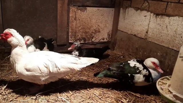 СОБРАЛ СЕМЬЮ МУСКУСНЫХ УТОК (1+3)//РАЗВЕДЕНИЕ МУСКУСНЫХ УТОК// смотреть онлайн