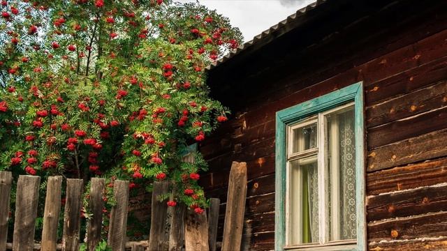 Какое дерево посадить у сливной ямы, что бы потом воду не откачивать? смотреть онлайн