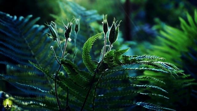 Музыка лечит сердце и сосуды ? Музыка для загара восстанавливает нервную систему, расслабляя смотреть онлайн