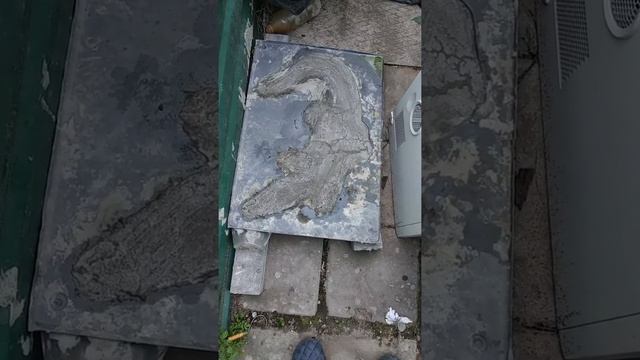 черепаха лев крокодил лягушка из бетона смотреть онлайн