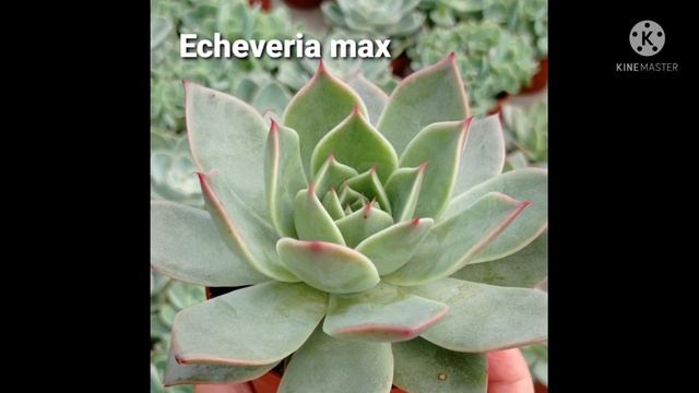 250 Suculentas ECHEVERIAS para IDENTIFICAÇÃO /PARTE 2 /Suculentas do gênero Echeveria identificadas смотреть онлайн