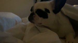 Моё утро: весело просыпаемся с Бонни и Калипсо 😂😂