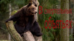В смертельных объятьях медведь чуть не сломал мужика в тайге зимой его спасли от гибели его собаки .