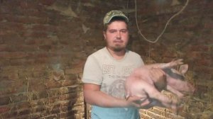 Мощные пацики! От Хряка породы Макстер 304. Поросятам 1 месяц. Свиноводство.