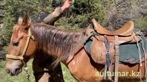 Как правильно седлать коня для поездки в горах
