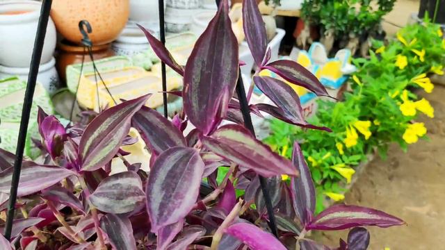 Chandigarh Plants Nursery Visit नाम और दाम एक साथ, Cheapest plants nursery outdoor plants names