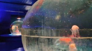 Аквапарк-океанариум 大湾海洋世界 в Муданьцзяне разочаровал