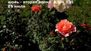 Плетистая роза Алибаба - просто находка! Обзор, отзывы. Интервальная съемка. Rose ALIBABA.