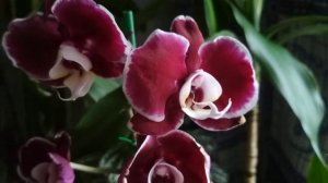 Орхидея ?? МАРГАРИТА ?? чем разочаровала КАОДА?(08.02.2021)