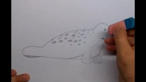 Как нарисовать тюленя