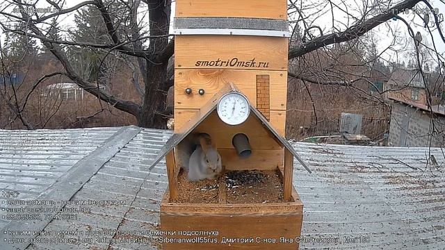 Полдник у белочки окончен#Омск Russia, Siberia смотреть онлайн