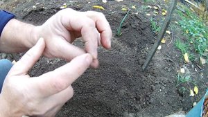 Осенняя высадка чубуков винограда