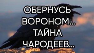 ОБЕРНУСЬ ВОРОНОМ…ТАЙНА ЧАРОДЕЕВ…ДЛЯ ВСЕХ…