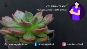 Echeveria silver prince variegated || FOR SALE