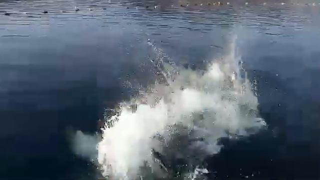 Тройной прыжок. Жесть!)) Travel Бян-Кин-До. смотреть онлайн