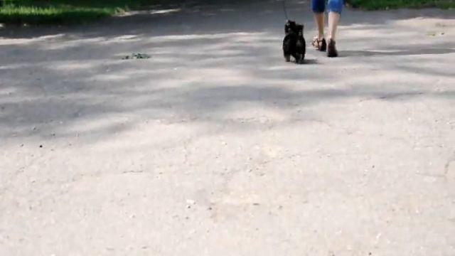 CARICA RICCA SOUL DIAMOND смотреть онлайн