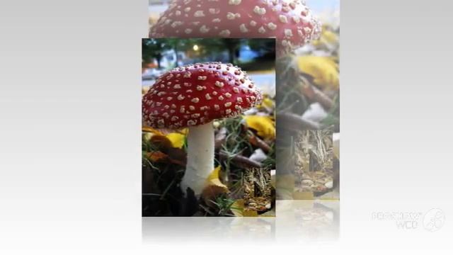 Amanita heterochroma - fungi kingdom