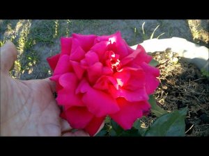 РОЗЫ ПЕРВОГОДКИ ИЗ ПИТОМНИКА ВАЛЕНТИНЫ МЕЩЕРЯКОВОЙ (РОЗА ПЕНЗА)