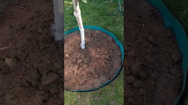 #дерево #круги #садоводы #садовыерастения #сад #мульчирование #мульча #опад #совет #дача #советысад смотреть онлайн