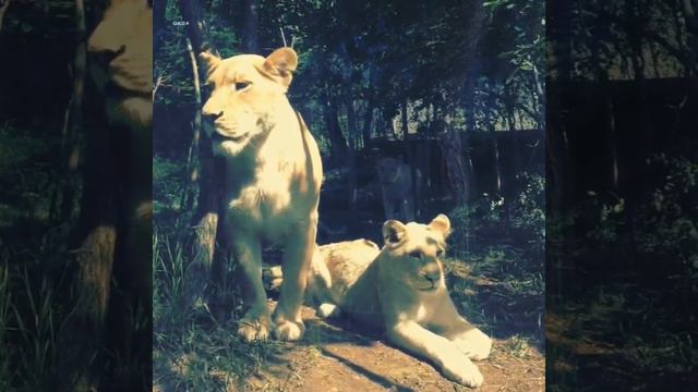 Tbilisi zoo lions смотреть онлайн