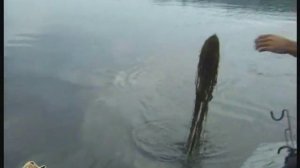 Ловля судака - троллинг