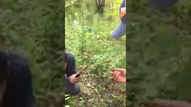 Трюфель белый в Виннице, Украина