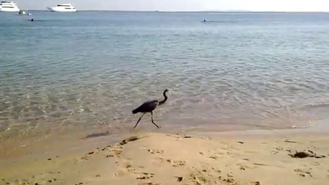 Рифовая цапля. Египет. смотреть онлайн