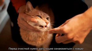 Как почистить зубы коту: варианты в домашних условиях