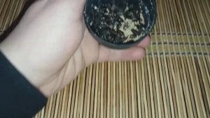 Выростил мух с опарыша "Забыл банку с опарышом и получились мухи"