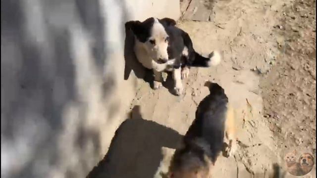 VLOG| Встреча с Боцманом| Приют Дружок Липецк| Meeting with the Boatswain and his company смотреть онлайн