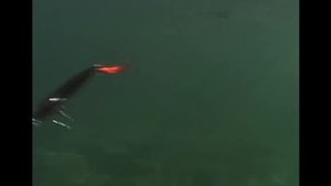 Rapala® X-Rap® 12