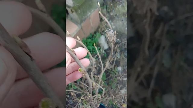 Почки на йоште #йошта #чернаясмородина #почки смотреть онлайн