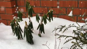 Рододендрон Кальсап (Rhododendron Calsap)
