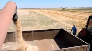 ?Уборка урожая Ячменя 2022