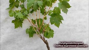 ? У тебя тоже такой веник на саженце винограда? Как правильно обрезать и исправить формировку.