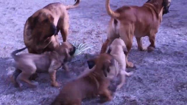 Puppies Fila Brasileiro (щенки Фила Бразилейро)