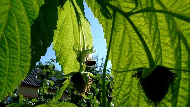 Samsung Smart Camera WB350F - видео тест смотреть онлайн