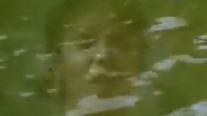 Bow Wow  Wow /Chihuahua