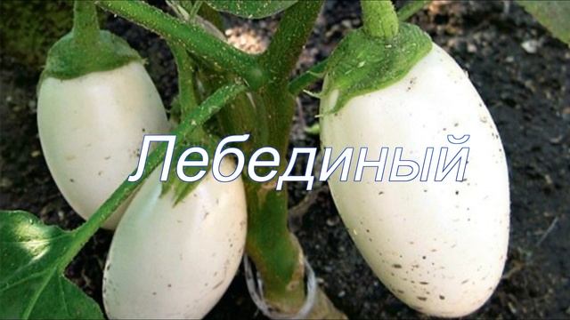 Белые баклажаны, почему их стоит посадить ??? Мои любимые сорта !! смотреть онлайн