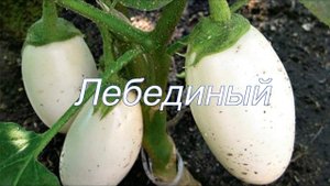 Белые баклажаны, почему их стоит посадить ??? Мои любимые сорта !!