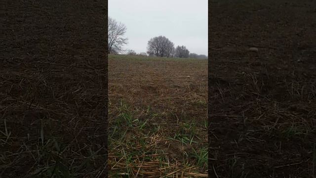 Немецкая овчарка смотреть онлайн