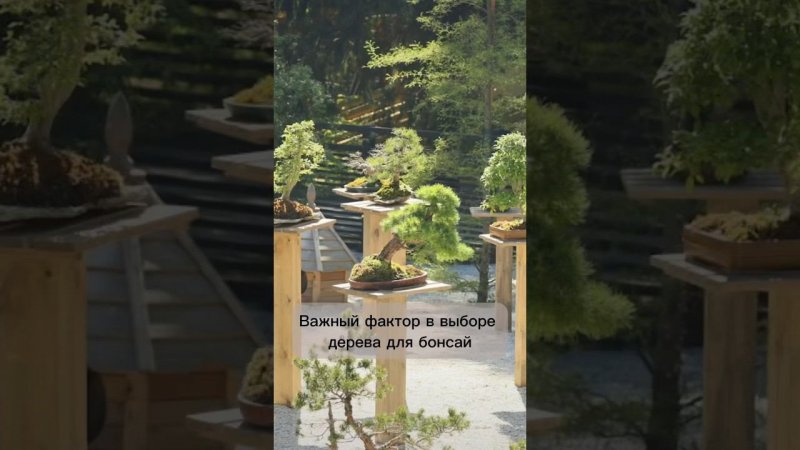 Важный фактор в выборе дерева для бонсай. #бонсай #bonsai #ниваки #сад #андрейдарусенков