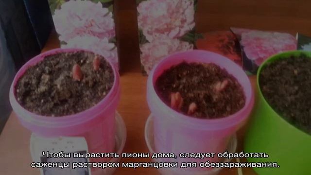 Пионы в горшке — особенности выращивания декоративных растений