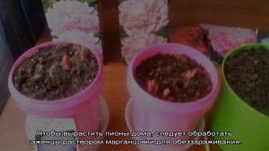 Пионы в горшке — особенности выращивания декоративных растений