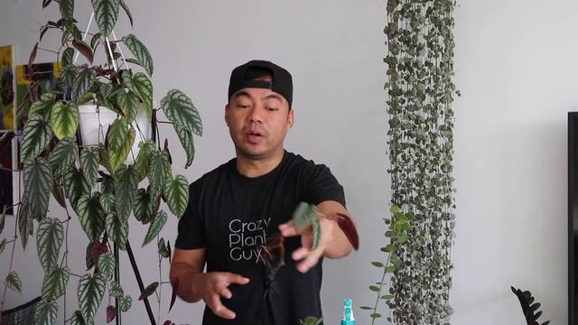 How to Care and Propagate Cissus Discolor & Silver Dollar Vine | Houseplant Care Tips смотреть онлайн