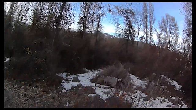 Охота на фазана в Кыргызстане #4 смотреть онлайн