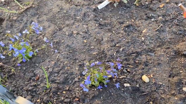 Опять заморозки! Розы устали от капризов природы!