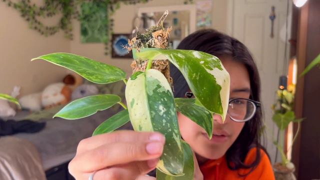 My Most Loved Houseplants At The Moment смотреть онлайн