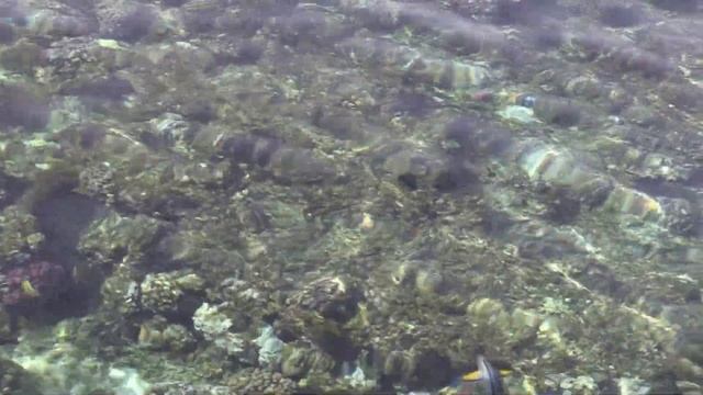 Egypt. Marsa Alam. Brayka Bay. Red Sea. КОРАЛЛОВЫЕ РИФЫ. КОВАРНАЯ РЫБА-ХИРУРГ смотреть онлайн